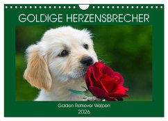 Goldige Herzensbrecher - Golden Retriever Welpen (Wandkalender 2026 DIN A4 quer), CALVENDO Monatskalender