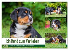 Cover Ein Hund zum Verlieben - Großer Schweizer Sennenhund (Wandkalender 2026 DIN A2 quer), CALVENDO Monatskalender
