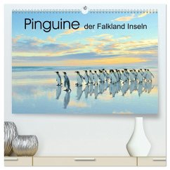 Pinguine der Falkland Inseln (hochwertiger Premium Wandkalender 2026 DIN A2 quer), Kunstdruck in Hochglanz Pinguine der Falkland Inseln (hochwertiger Premium Wandkalender 2026 DIN A2 quer), Kunstdruck in Hochglanz
