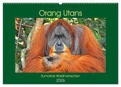 Orang Utans Sumatras Waldmenschen (Wandkalender 2026 DIN A2 quer), CALVENDO Monatskalender Orang Utans Sumatras Waldmenschen (Wandkalender 2026 DIN A2 quer), CALVENDO Monatskalender