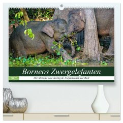Borneos Zwergelefanten (hochwertiger Premium Wandkalender 2026 DIN A2 quer), Kunstdruck in Hochglanz