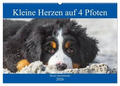 Cover Kleine Herzen auf 4 Pfoten - Berner Sennenhunde (Wandkalender 2026 DIN A2 quer), CALVENDO Monatskalender