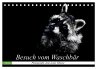 Besuch vom Waschbär (Tischkalender... - Bild 1