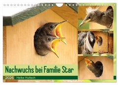 Nachwuchs bei Familie Star (Wandkalender 2026 DIN A4 quer), CALVENDO Monatskalender