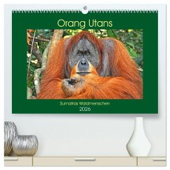 Orang Utans Sumatras Waldmenschen (hochwertiger Premium Wandkalender 2026 DIN A2 quer), Kunstdruck in Hochglanz Orang Utans Sumatras Waldmenschen (hochwertiger Premium Wandkalender 2026 DIN A2 quer), Kunstdruck in Hochglanz