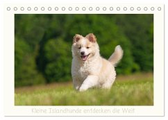 Kleine Islandhunde entdecken die Welt (Tischkalender 2026 DIN A5 quer), CALVENDO Monatskalender