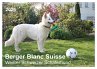 Berger Blanc Suisse - Weißer Schweizer... - Bild 1