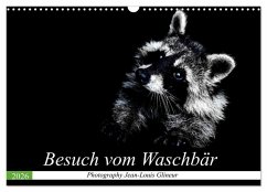 Cover Besuch vom Waschbär (Wandkalender 2026 DIN A3 quer), CALVENDO Monatskalender