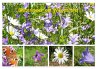 Blütenmeer am Wegesrand (Wandkalender... - Bild 1