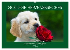 Goldige Herzensbrecher - Golden Retriever Welpen (Wandkalender 2026 DIN A2 quer), CALVENDO Monatskalender