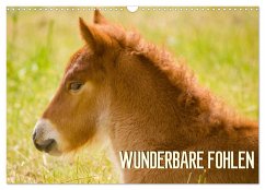 Wunderbare Fohlen (Wandkalender 2026 DIN A3 quer), CALVENDO Monatskalender