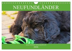 Cover Neufundländer - Alle fangen mal klein an (Wandkalender 2026 DIN A4 quer), CALVENDO Monatskalender