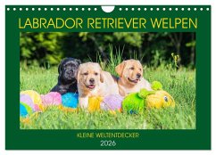 Labrador Retriever Welpen - Kleine Weltentdecker (Wandkalender 2026 DIN A4 quer), CALVENDO Monatskalender