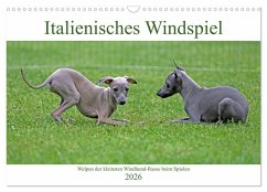 Cover Italienisches Windspiel (Wandkalender 2026 DIN A3 quer), CALVENDO Monatskalender