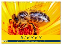 BIENEN - Kleine Nützlinge ganz groß (Wandkalender 2026 DIN A3 quer), CALVENDO Monatskalender