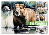 Das Capybara (Wandkalender 2026 DIN A2... - Bild 1