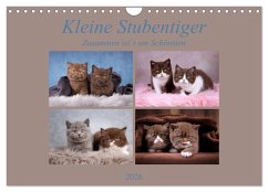Kleine Stubenstiger (Wandkalender 2026 DIN A4 quer), CALVENDO Monatskalender Kleine Stubenstiger (Wandkalender 2026 DIN A4 quer), CALVENDO Monatskalender
