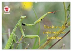 Cover GEOclick Lernkalender: Insekten (Wandkalender 2026 DIN A2 quer), CALVENDO Monatskalender