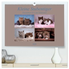 Kleine Stubenstiger (hochwertiger Premium Wandkalender 2026 DIN A2 quer), Kunstdruck in Hochglanz