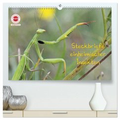 Cover GEOclick Lernkalender: Insekten (hochwertiger Premium Wandkalender 2026 DIN A2 quer), Kunstdruck in Hochglanz