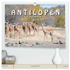 Antilopen, schön und schnell (hochwertiger Premium Wandkalender 2026 DIN A2 quer), Kunstdruck in Hochglanz