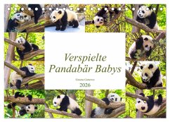 Pandabär Babys (Tischkalender 2026 DIN A5 quer), CALVENDO Monatskalender