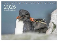 Cover Unter Pinguinen (Tischkalender 2026 DIN A5 quer), CALVENDO Monatskalender