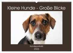 Kleine Hunde - Große Blicke (Wandkalender 2026 DIN A2 quer), CALVENDO Monatskalender