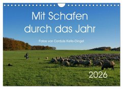 Mit Schafen durch das Jahr (Wandkalender 2026 DIN A4 quer), CALVENDO Monatskalender
