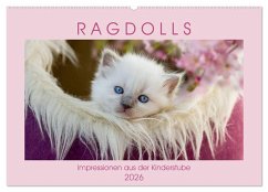 RAGDOLLS Impressionen aus der Kinderstube (Wandkalender 2026 DIN A2 quer), CALVENDO Monatskalender RAGDOLLS Impressionen aus der Kinderstube (Wandkalender 2026 DIN A2 quer), CALVENDO Monatskalender
