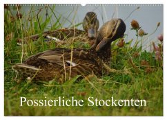 Possierliche Stockenten (Wandkalender 2026 DIN A2 quer), CALVENDO Monatskalender Possierliche Stockenten (Wandkalender 2026 DIN A2 quer), CALVENDO Monatskalender
