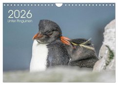 Cover Unter Pinguinen (Wandkalender 2026 DIN A4 quer), CALVENDO Monatskalender