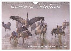 Kraniche am Schlafplatz - im Naturparadies der Mecklenburgischen Seenplatte (Wandkalender 2026 DIN A4 quer), CALVENDO Monatskalender