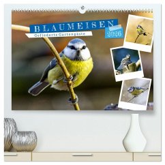 Gefiederte Gartengäste, Blaumeisen (hochwertiger Premium Wandkalender 2026 DIN A2 quer), Kunstdruck in Hochglanz Gefiederte Gartengäste, Blaumeisen (hochwertiger Premium Wandkalender 2026 DIN A2 quer), Kunstdruck in Hochglanz