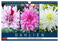 Dahlien - Prachtvolle Blüten des Spätsommers (Wandkalender 2026 DIN A4 quer), CALVENDO Monatskalender Dahlien - Prachtvolle Blüten des Spätsommers (Wandkalender 2026 DIN A4 quer), CALVENDO Monatskalender