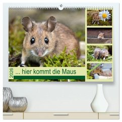 ... hier kommt die Maus ... (hochwertiger Premium Wandkalender 2026 DIN A2 quer), Kunstdruck in Hochglanz ... hier kommt die Maus ... (hochwertiger Premium Wandkalender 2026 DIN A2 quer), Kunstdruck in Hochglanz