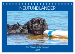 Neufundländer - Das Wasser ist ihr Element (Tischkalender 2026 DIN A5 quer), CALVENDO Monatskalender Neufundländer - Das Wasser ist ihr Element (Tischkalender 2026 DIN A5 quer), CALVENDO Monatskalender