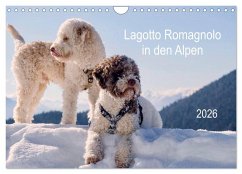 Cover Lagotto Romagnolo in den Alpen 2026 (Wandkalender 2026 DIN A4 quer), CALVENDO Monatskalender