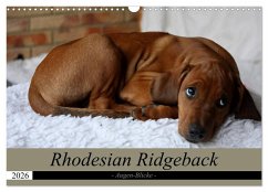 Rhodesian Ridgeback Augen-Blicke (Wandkalender 2026 DIN A3 quer), CALVENDO Monatskalender