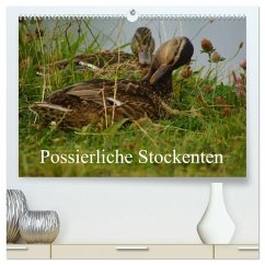 Possierliche Stockenten (hochwertiger Premium Wandkalender 2026 DIN A2 quer), Kunstdruck in Hochglanz Cover Possierliche Stockenten (hochwertiger Premium Wandkalender 2026 DIN A2 quer), Kunstdruck in Hochglanz