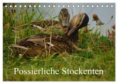 Possierliche Stockenten (Tischkalender 2026 DIN A5 quer), CALVENDO Monatskalender