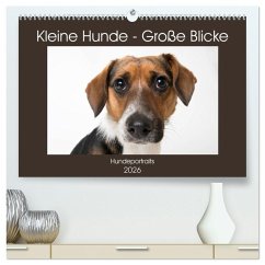 Kleine Hunde - Große Blicke (hochwertiger Premium Wandkalender 2026 DIN A2 quer), Kunstdruck in Hochglanz