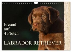 Freund auf 4 Pfoten - Labrador Retriever (Wandkalender 2026 DIN A4 quer), CALVENDO Monatskalender