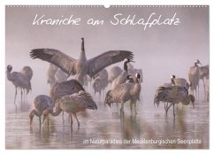 Kraniche am Schlafplatz - im Naturparadies der Mecklenburgischen Seenplatte (Wandkalender 2026 DIN A2 quer), CALVENDO Monatskalender