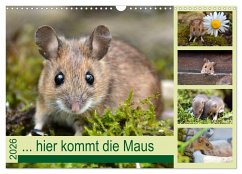 ... hier kommt die Maus ... (Wandkalender 2026 DIN A3 quer), CALVENDO Monatskalender ... hier kommt die Maus ... (Wandkalender 2026 DIN A3 quer), CALVENDO Monatskalender
