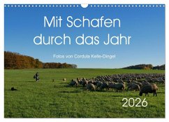 Mit Schafen durch das Jahr (Wandkalender 2026 DIN A3 quer), CALVENDO Monatskalender