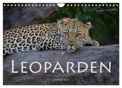 Leoparden - groß und klein (Wandkalender 2026 DIN A4 quer), CALVENDO Monatskalender