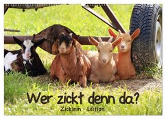 Wer zickt denn da? - Zicklein-Edition (Wandkalender 2026 DIN A2 quer), CALVENDO Monatskalender