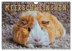 Meerschweinchen - so süß (Wandkalender 2026 DIN A4 quer), CALVENDO Monatskalender