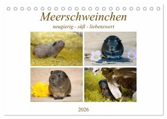 MEERSCHWEINCHEN neugierig - süß - liebenswert (Tischkalender 2026 DIN A5 quer), CALVENDO Monatskalender MEERSCHWEINCHEN neugierig - süß - liebenswert (Tischkalender 2026 DIN A5 quer), CALVENDO Monatskalender